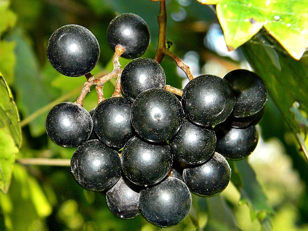Health Benefits of Superfood Super Fruit Muscadine Graps